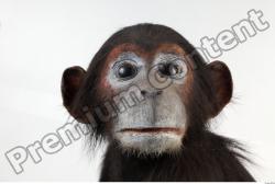 Head Chimpanzee